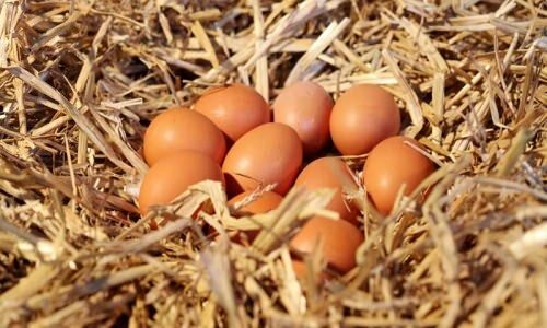 Hogyan lehet megérteni az ökológiai tojásokat?