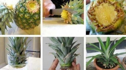 Hogyan lehet ananászot termeszteni otthon?