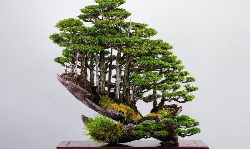 bonsai fa jellemzői