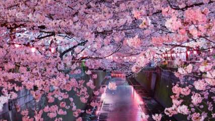 Mit jelent Sakura? A sakura virág ismeretlen tulajdonságai