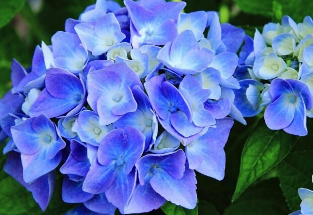 Kék Hortenzia