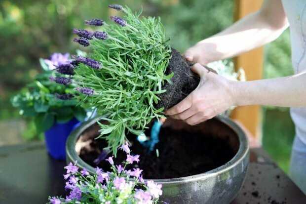 Hogyan lehet gondozni a levendula virágot, a szaporodást és az otthoni termesztést