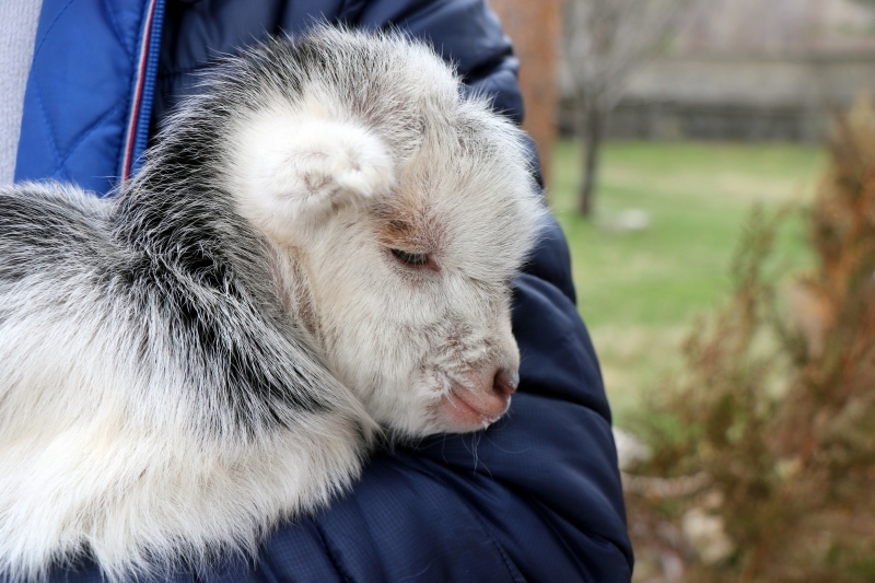 Az újságírók megmentették egy kecske kölyök életét, aki az édesanyját a medve verte