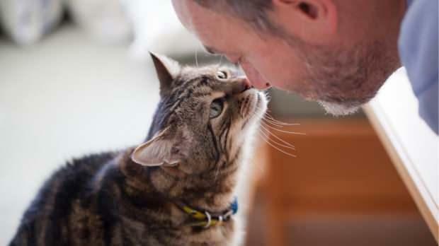 Hogyan mutatják ki a macskák a szeretetüket