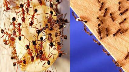 Hogyan lehet elpusztítani a hangyákat a házban? Mit kell tenni, hogy megszabaduljon a hangyáktól, a leghatékonyabb módszer