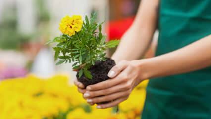 A növények otthon történő termesztésének okai? Káros-e a virágot otthon termeszteni?