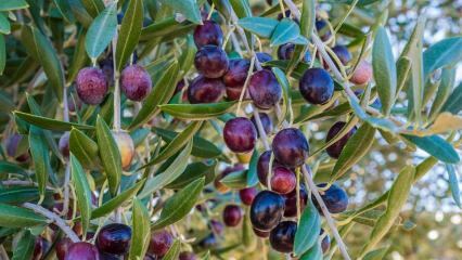Milyen előnyei vannak az olajbogyónak? Mit vesz igénybe az olívamagok lenyelése? Hogyan fogyasztják az olívalevelet?