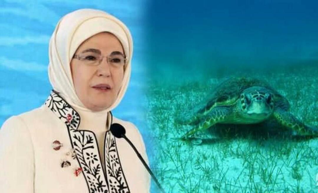 Emine Erdoğan "tengeri teknős" megosztása: "Amíg megvédjük őket, továbbra is élni fognak"