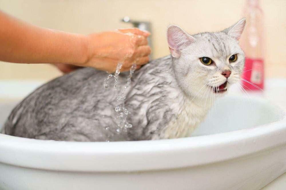 Hogyan kell mosni egy macskát