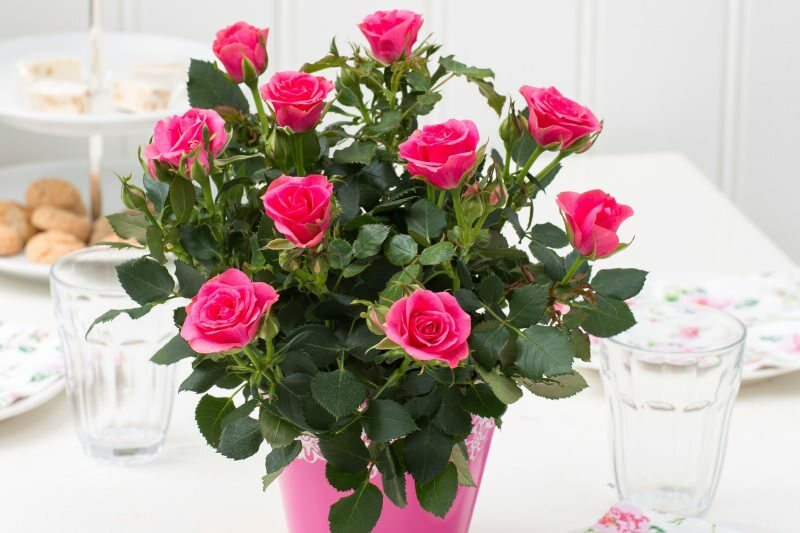 Hogyan termeszthető rózsák cserépben? Tippek a rózsa otthon történő termesztéséhez ...