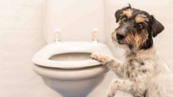 Hogyan lehet a kutyák WC-szokásait kialakítani?