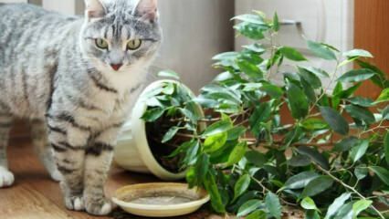 Hogyan lehet a macskákat távol tartani a növényektől?