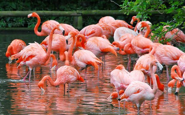Hol van a Flamingo Village? Hogyan juthat el oda? Mennyibe kerül a reggeli ára?