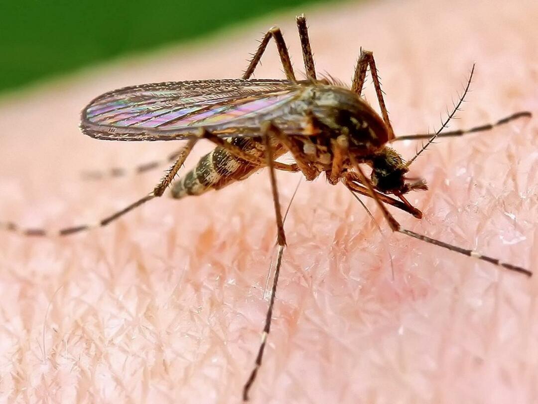 Miért csípnek meg többet a szúnyogok egyeseket?