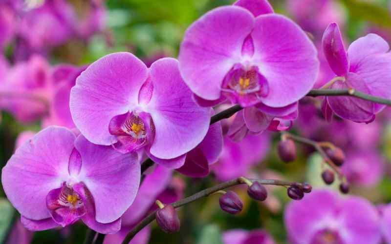 orchidea gondozás