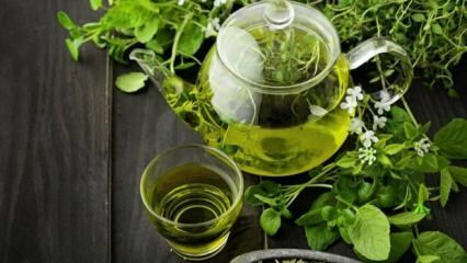 A zöld tea előnyei! Gyors és egészséges fogyás zöld tea diétával