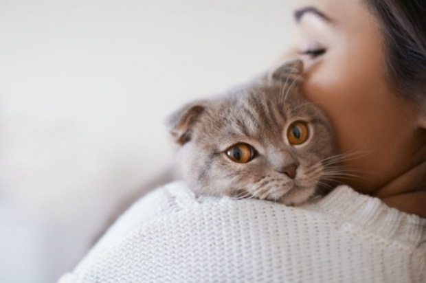 Hogyan lehet megelőzni a macskák stresszét? 