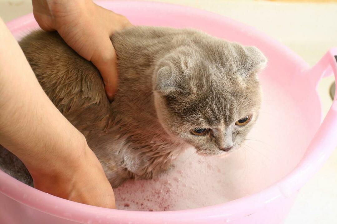 hogyan kell mosni a macskákat