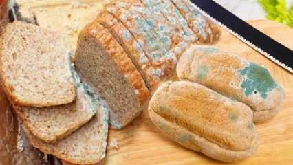 Hogyan lehet megakadályozni a kenyér penészedését a ramadánban? Módszerek a kenyér elhalásának és penészesedésének megelőzésére