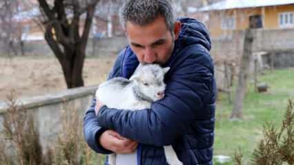 Az újságírók megmentették egy kecske kölyök életét, aki az édesanyját a medve verte
