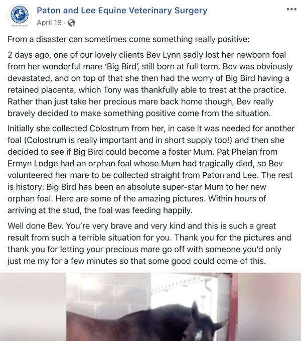 Példa egy Facebook-bejegyzésre Paton és Lee Equine Veterinary Surger történetével.