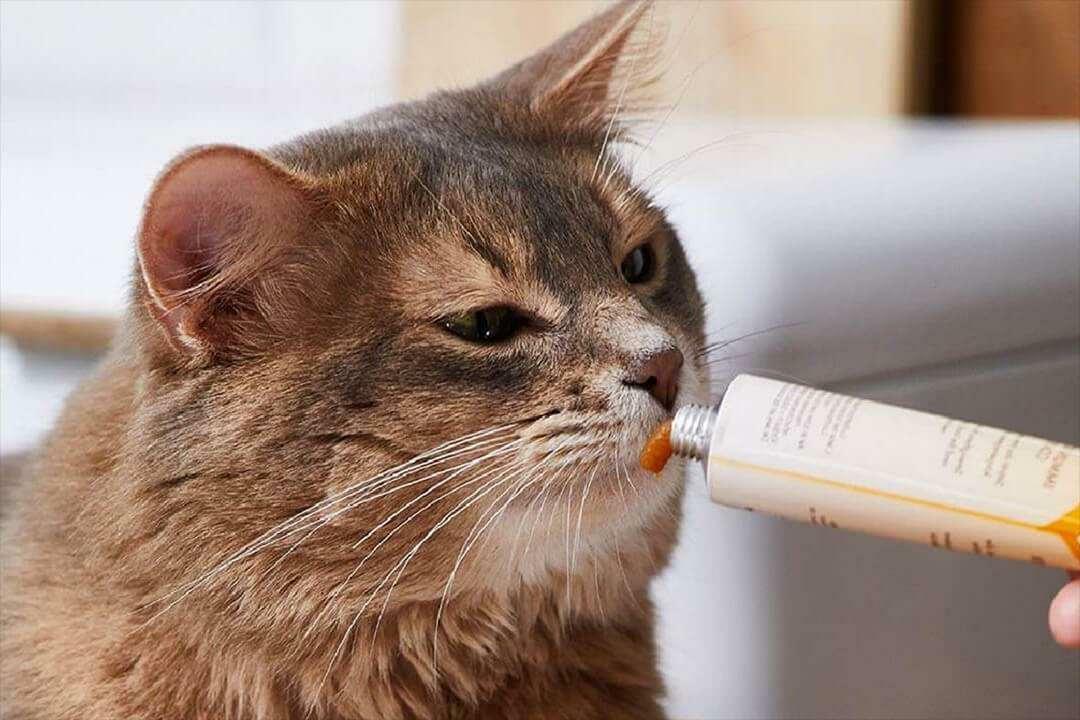 A macskakrém etetésének módjai