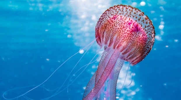 Tudjon meg többet a medúzaról
