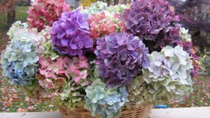 Hogyan színezzük a hortenzia virágot?