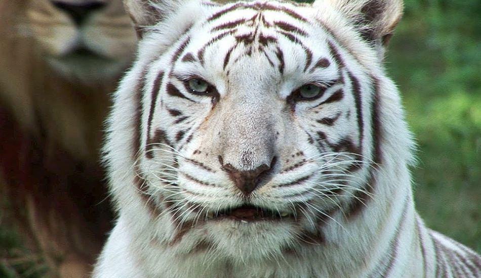 Az állatkertben a fehér tigris veszélyt terjeszt