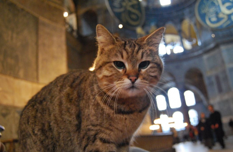 Hagia Sophia macskája, Gli állatorvosnál van: jókívánságaid várnak!