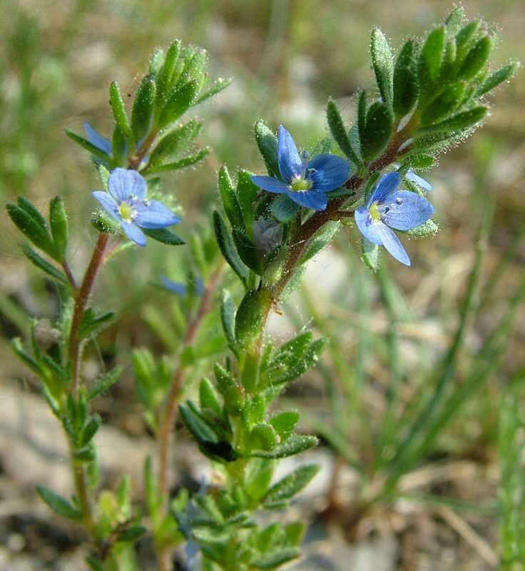 A Speedwell elősegíti a gyomorbetegségeket