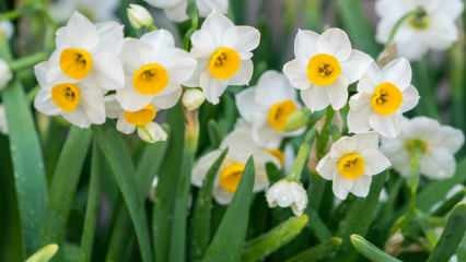 Mit jelent a nárcisz virág, milyen tulajdonságai és előnyei vannak? Hogyan szaporítsuk a nárcisz virágot