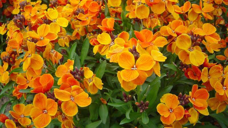 Hogyan vigyázzon a magányvirág virágra otthon? A gililyflower virág jellemzői ...