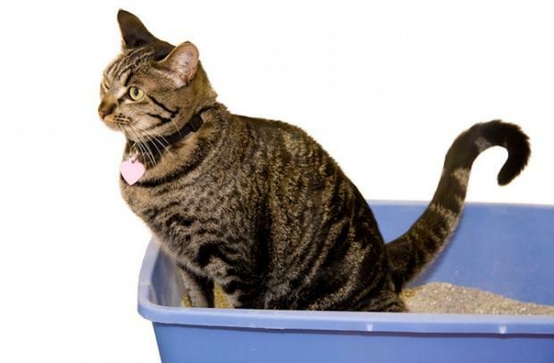 Hogyan kell vécézni a macskákat