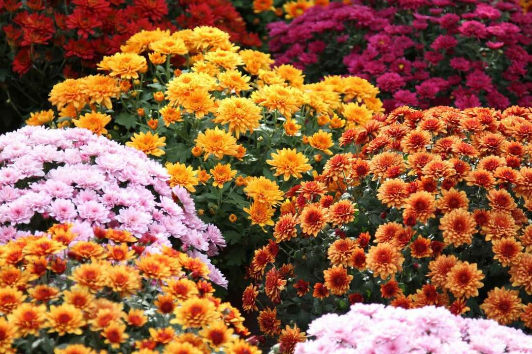 Mik a novemberi virágok? Virágok használata az őszi szezonban a lakberendezésben