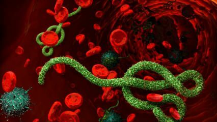 Mi az Ebola vírus? Hogyan terjed az Ebola vírus? Milyen tünetei vannak az Ebola-vírusnak? 
