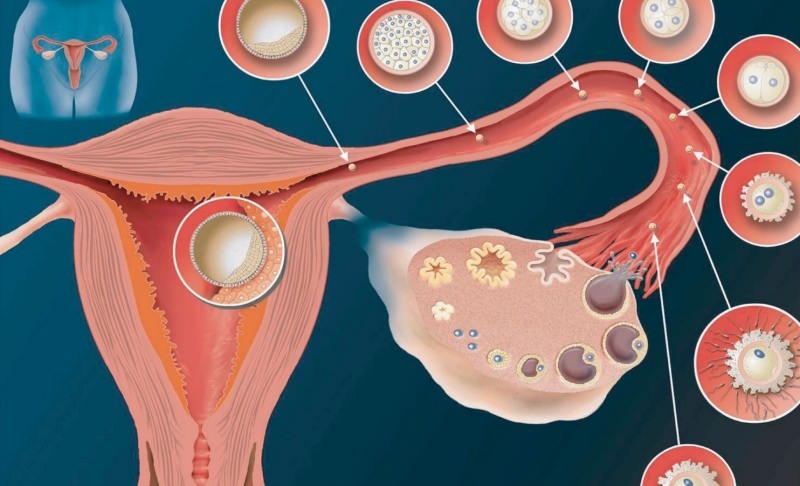 Mi az implantáció? Hogyan lehet megkülönböztetni a vérzést a menstruációs vérzéstől? Szín és állag ...