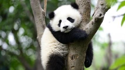 A világ legkisebb panda Kínában született