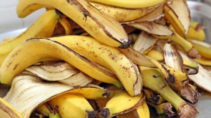 Milyen előnyei vannak a banánnak? Hányféle banán létezik? A banánhéj ismeretlen felhasználása! 