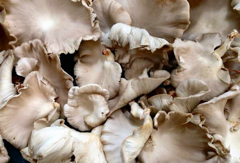Milyen előnyei vannak a gombának? Fogyasztható gombák! Mely betegségek gomba