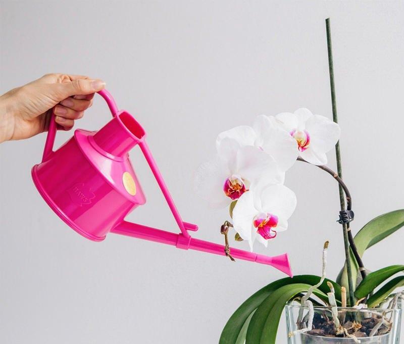 hogyan szaporítsuk az orchideákat