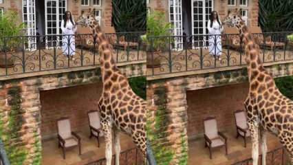 A nő az erkélyről kezével eteti a zsiráfot! 