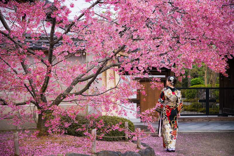 Mit jelent Sakura? A sakura virág ismeretlen tulajdonságai