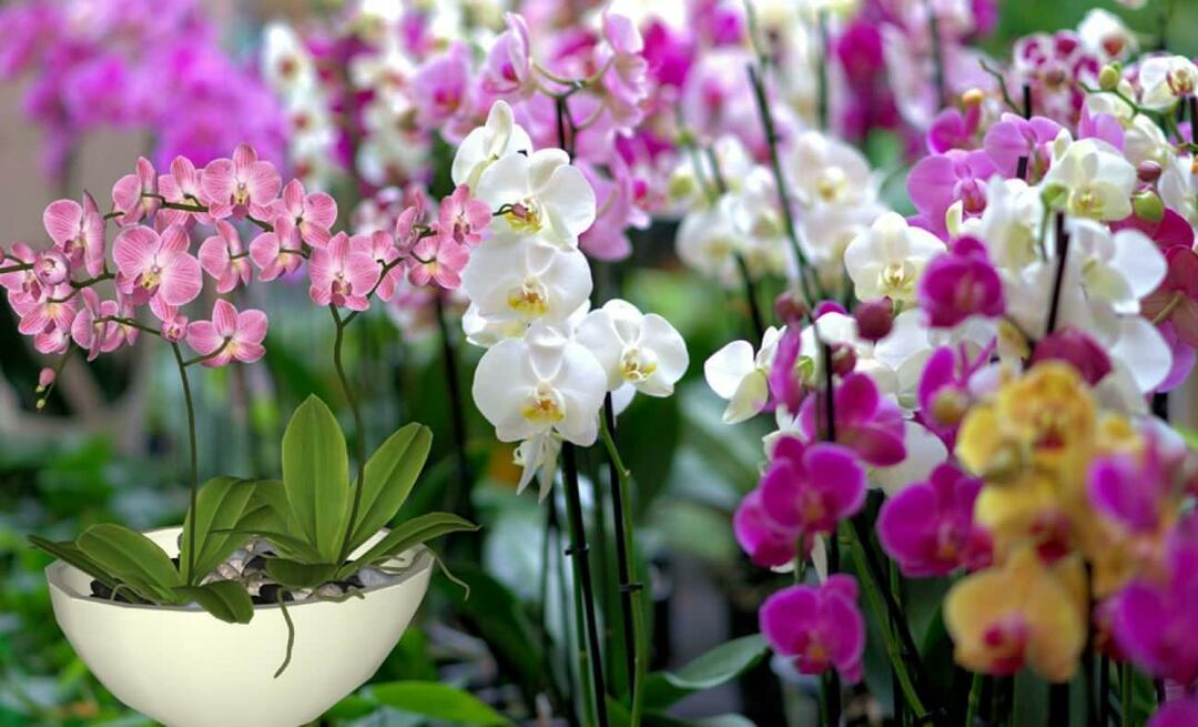 Hogyan kell gondoskodni az orchideákról? Hogyan szaporítsuk az orchidea virágait? 5 dolog, amit az orchidea virágai nem szeretnek