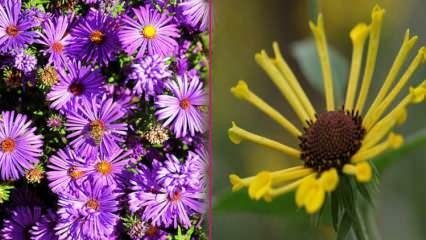 Milyen virágokat ültessünk ősszel? 5 növény, amit ősszel elültethetsz