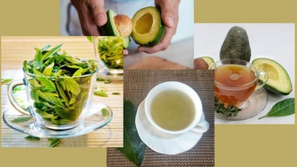 Milyen előnyei vannak az avokádó levél teának? Hogyan készítsünk avokádólevél teát?
