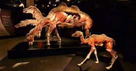 Valódi állatok anatómiai kiállítása érkezik Törökországba!