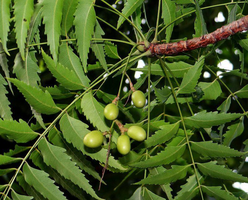 a neem fát már az ókor óta használják az alternatív gyógyászatban