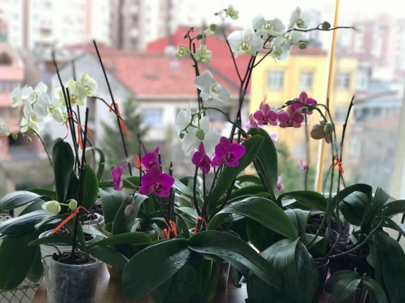 Hogyan törődik az orchideákkal? Hogyan itassunk orchideát otthon? Orchideák újjáélesztésének módszere