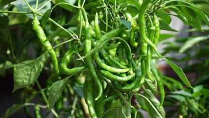 Hogyan lehet zöld paprikát cserépben termeszteni? Trükkök a paprika termesztéshez otthon